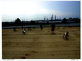 72 400 Hamburg Sand Imaging Group 001-b.jpg